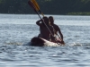 Uganda rafting