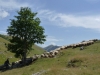 V Bosne ako vo sne