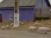 Veľkonočný Banát